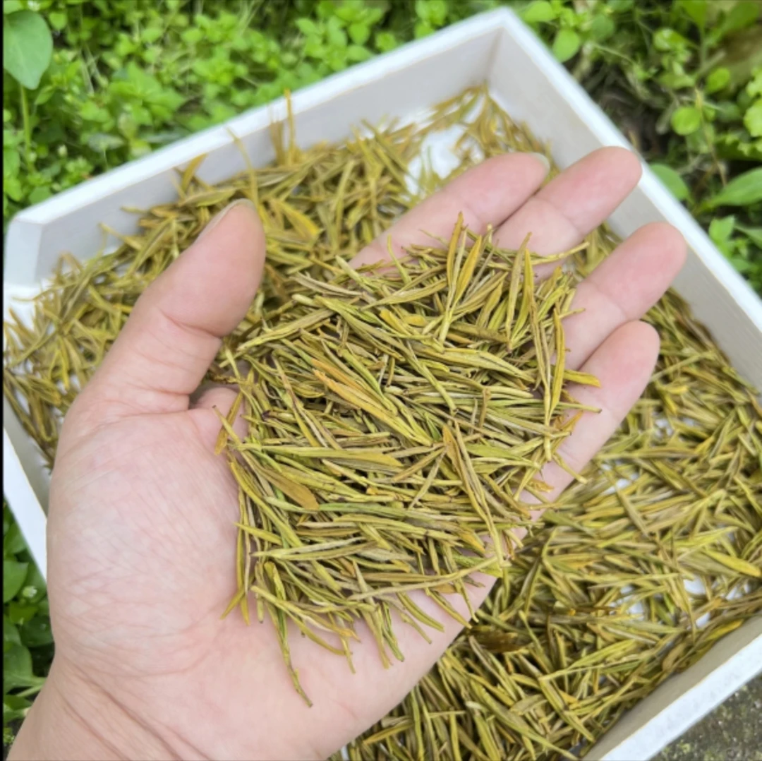 安吉黄金芽2025新茶明前白茶正宗春茶