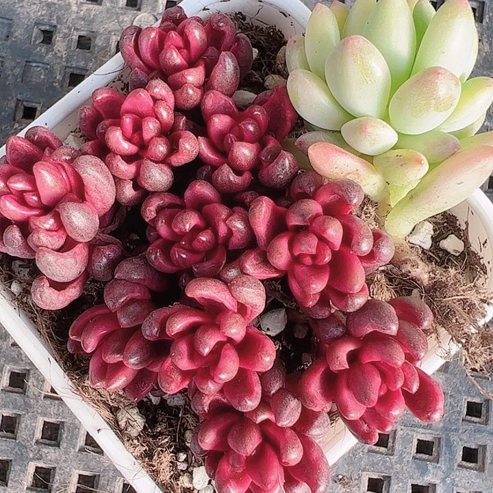 ?*崽多肉植物多肉植物