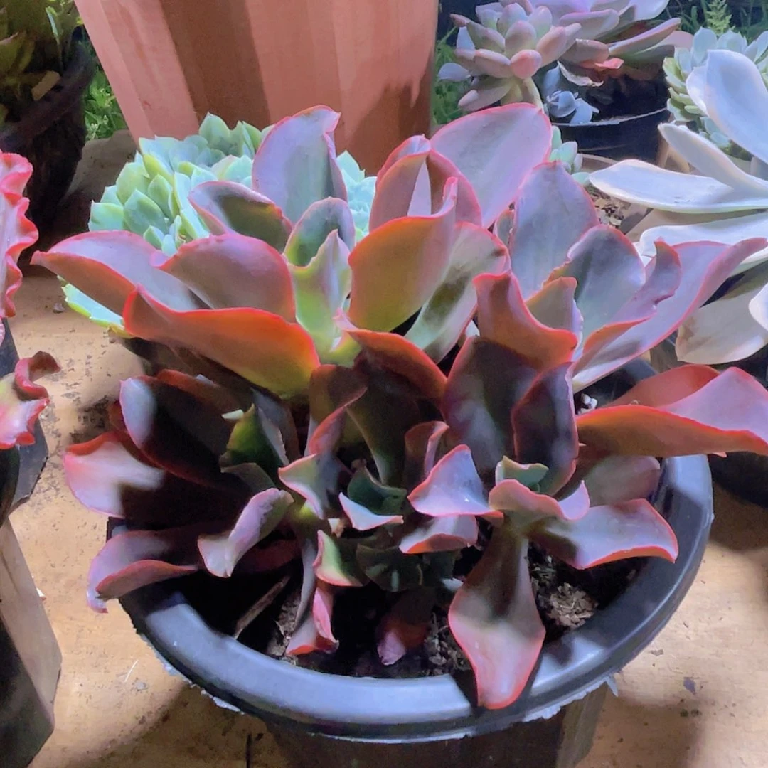 小***麻00000000000000000231