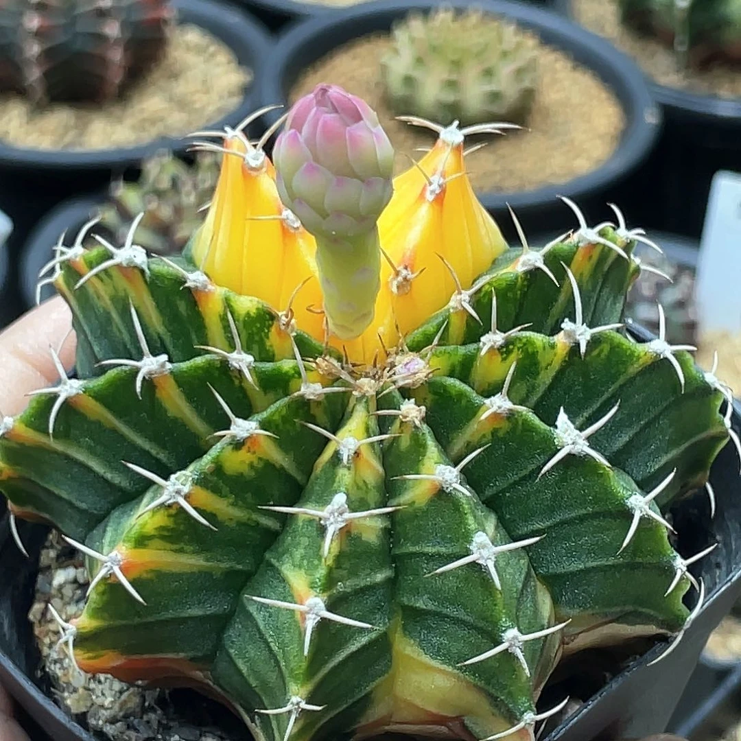 当前无花朵，栽培后可花朵泰系实生，半神黄老虎