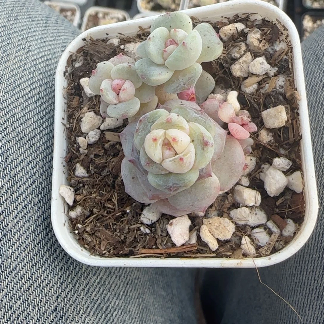 多肉小卡拉米糖心一物一拍