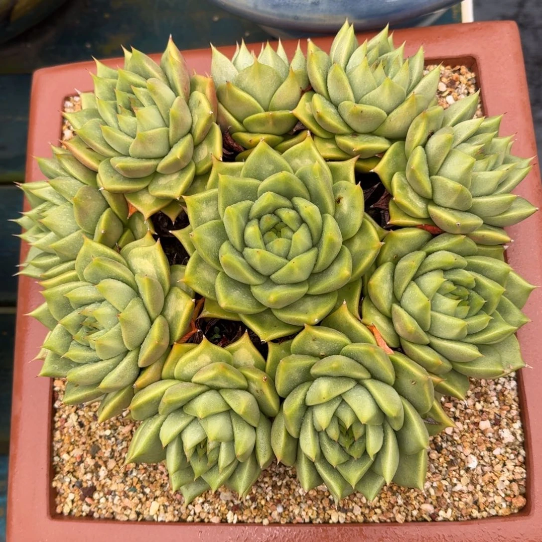 从前慢多肉精选编号1022.99999