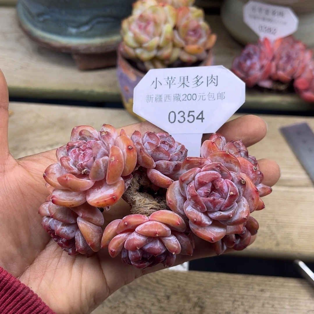 绿底紫心354/11cm7头