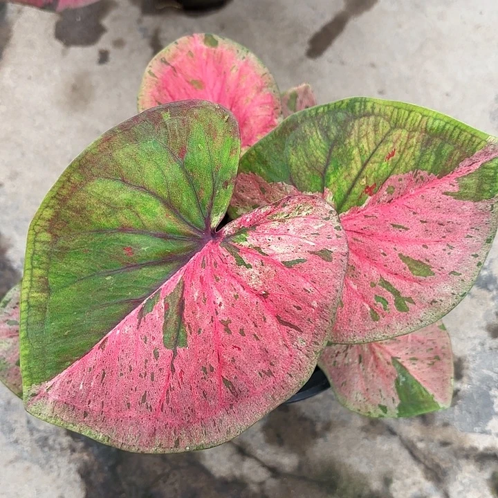 ****a19-1202粉毒福利广东现货