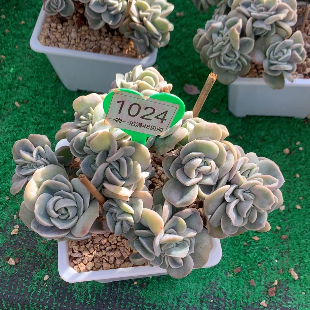 可爱玫瑰朵朵树1024