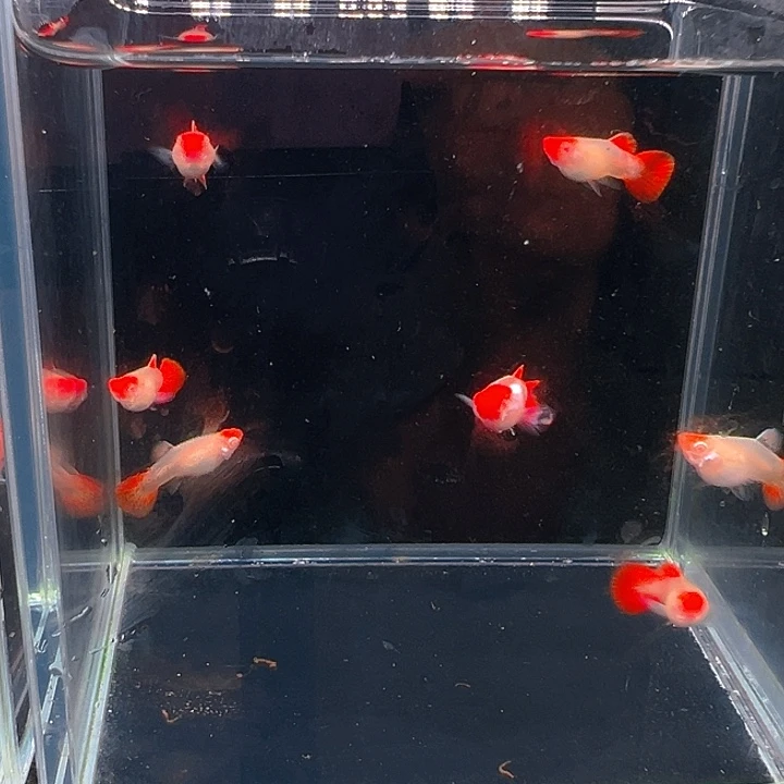 孔雀鱼精品圣诞帽白子小亚成2对