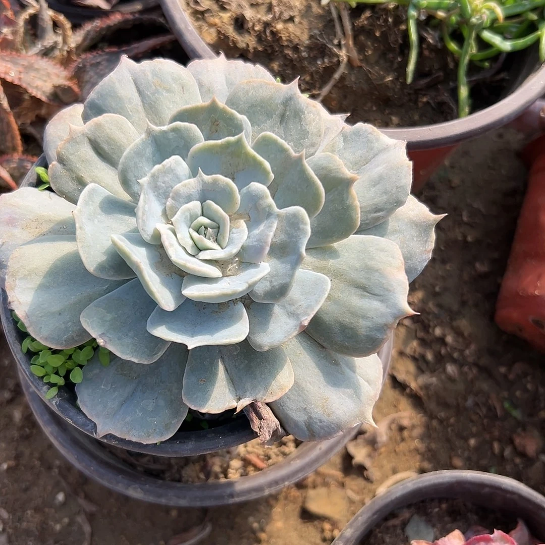 多肉植物双子座石化