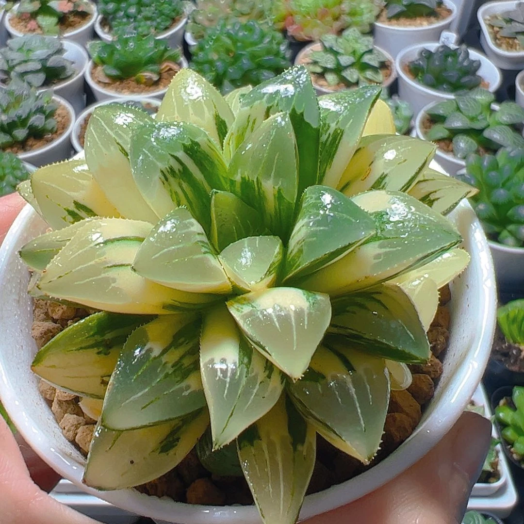 姬寿锦多肉多肉多肉多肉多肉