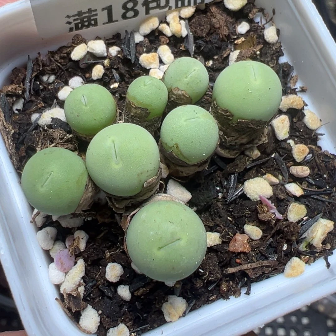 【闪购商品】 791。