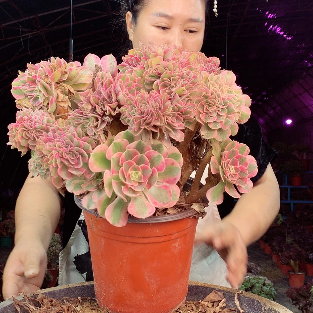 柒柒精品多肉脱土发货不包断侧枝处理333
