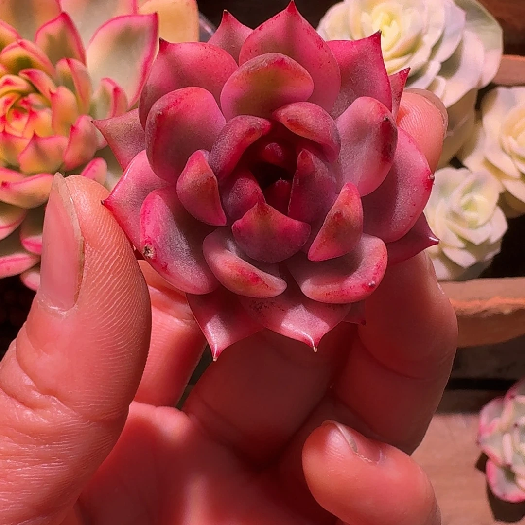 水晶玫瑰锦多肉多肉