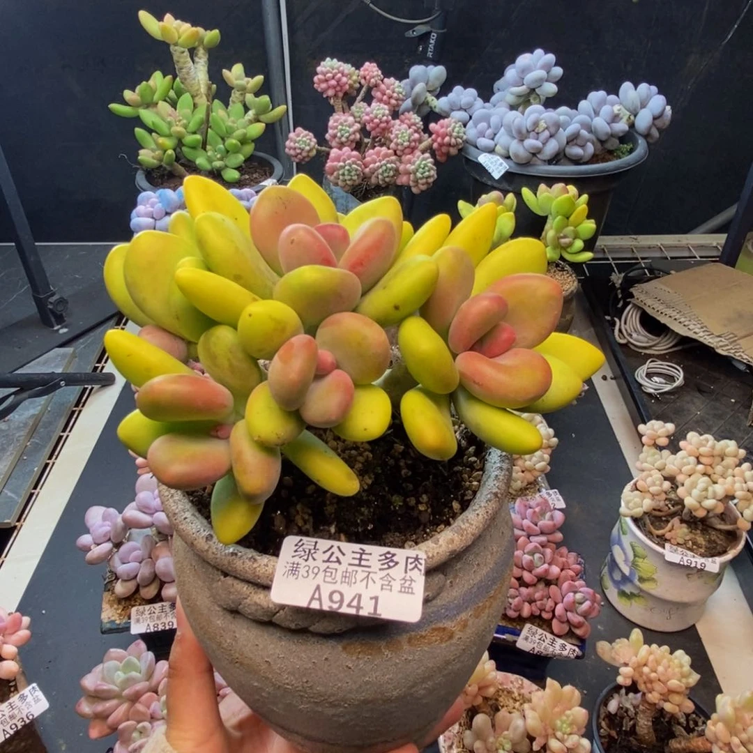 941芒果奶多肉11