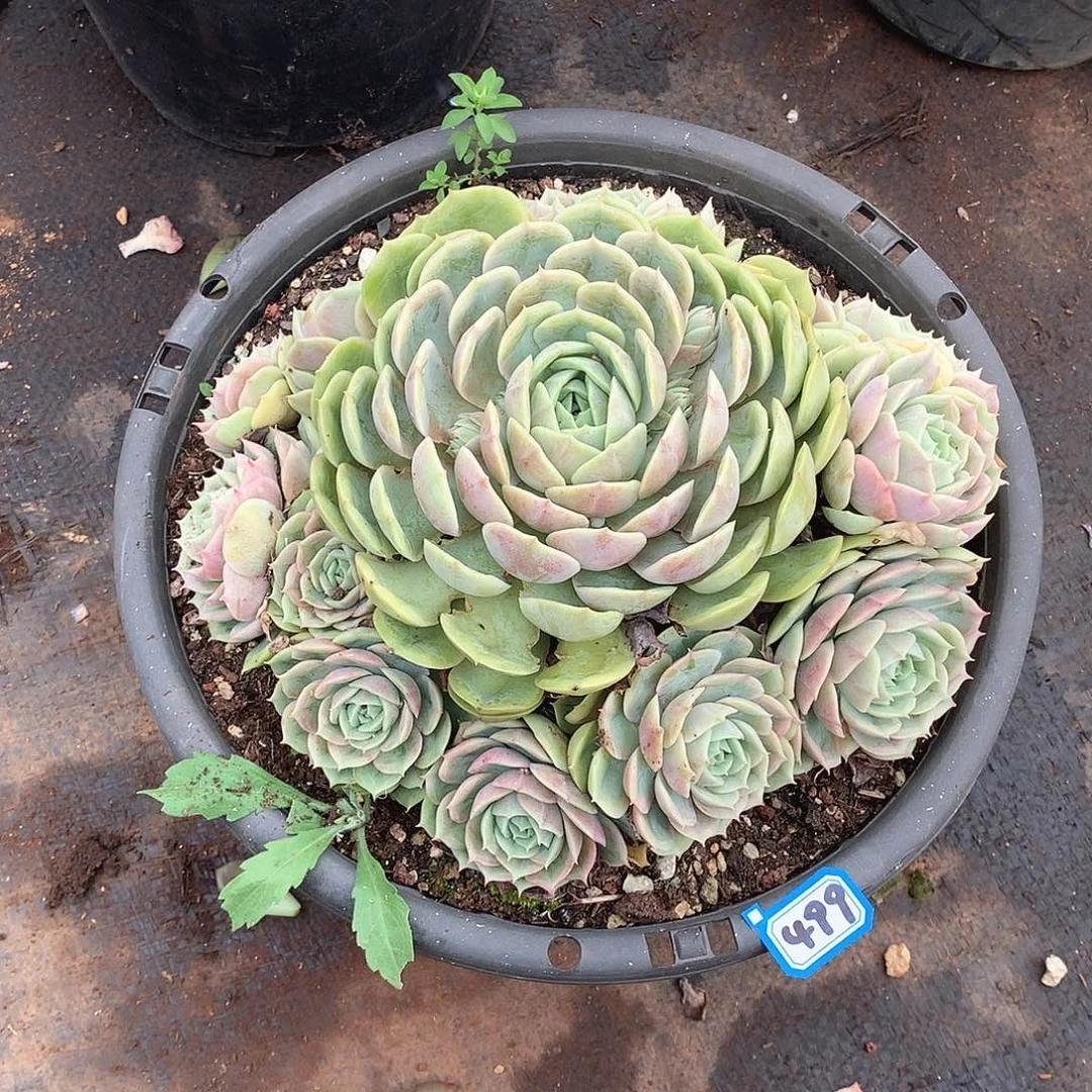 499昂斯诺 一物一拍多肉