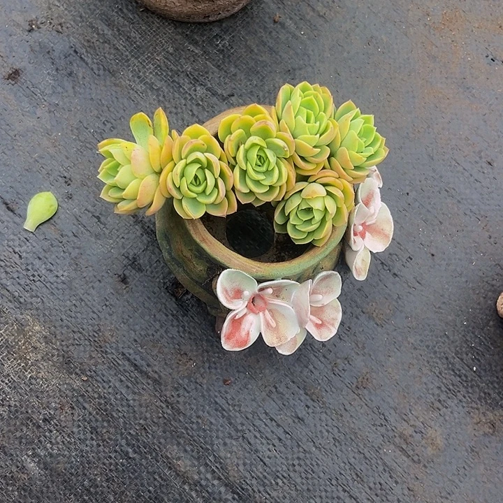 哈密瓜朵朵多肉植物