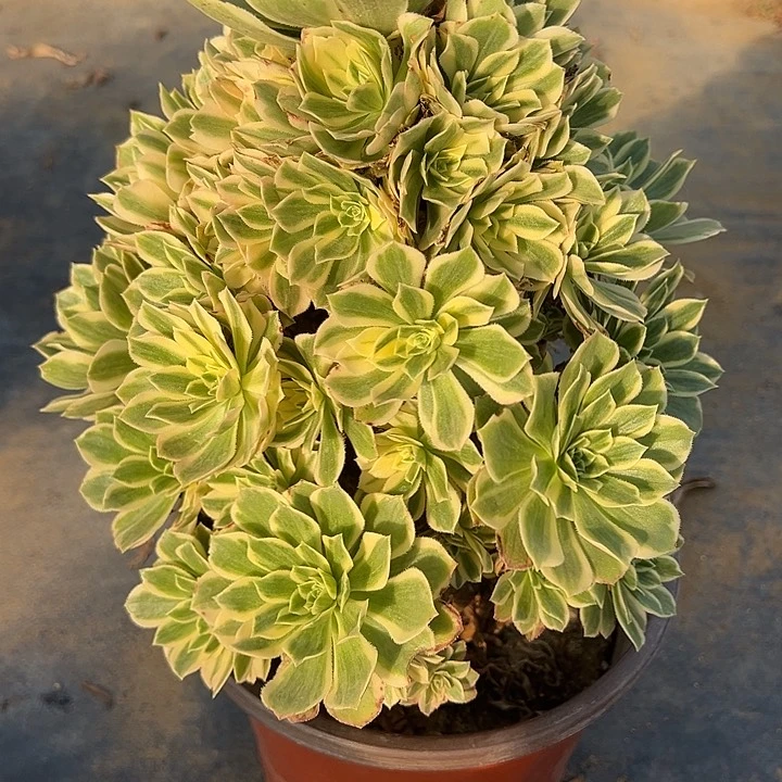 2.11-18颜凝多肉植物