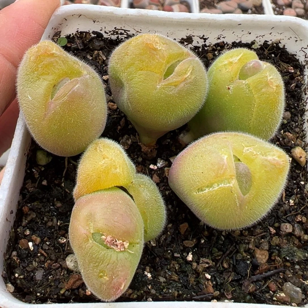 3.3好看的多肉脱土发货225