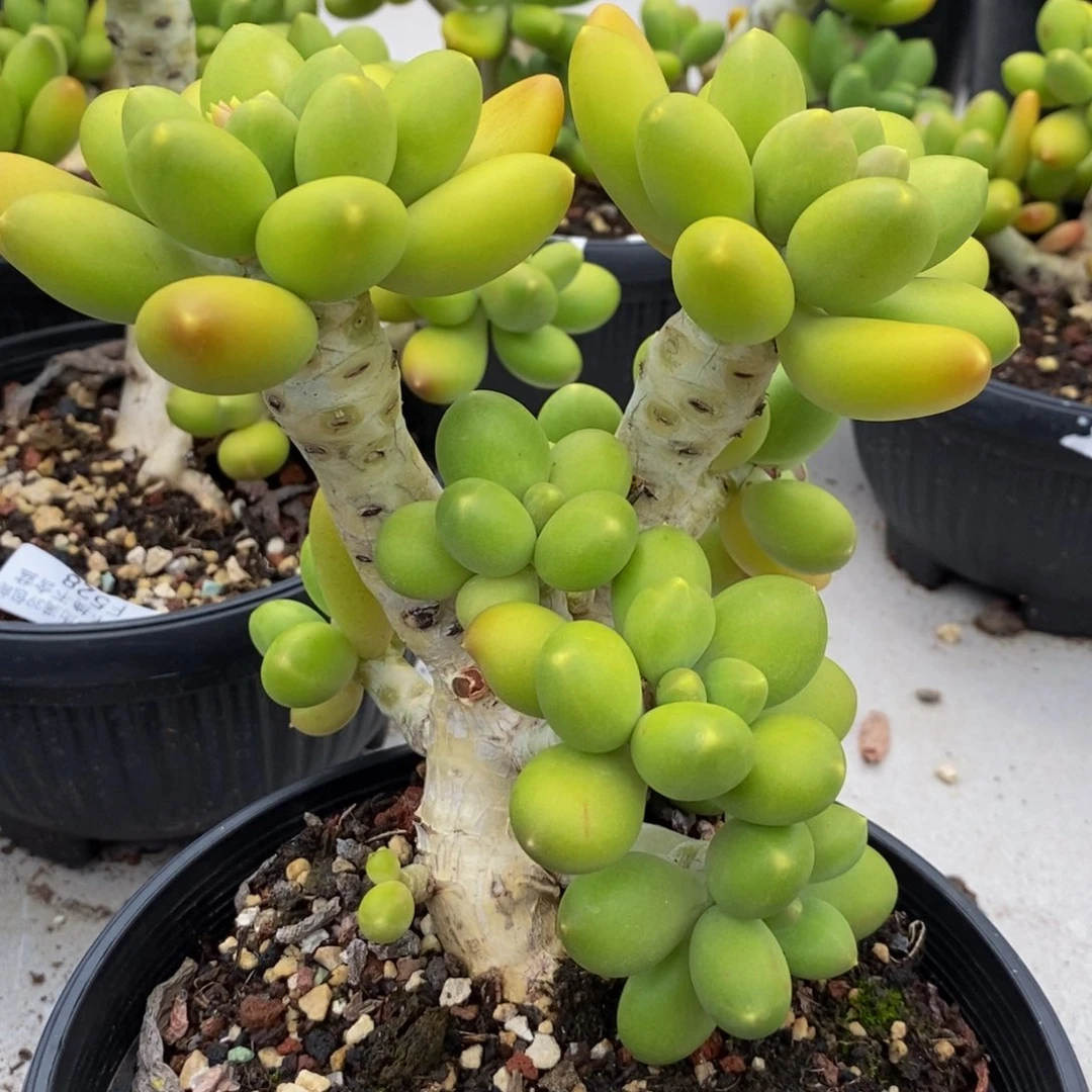 526 芒果奶13厘米