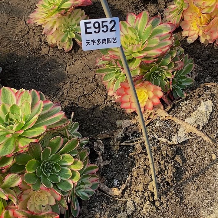老*多肉魅影单头3颗952
