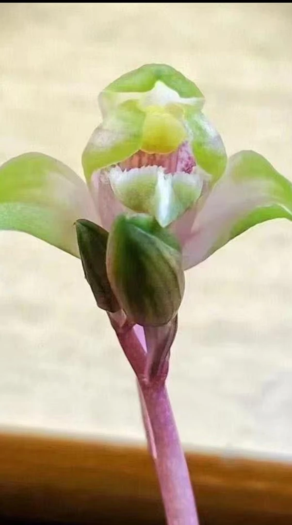 蕙兰艺草（七彩红钻）1苗带芽草特壮