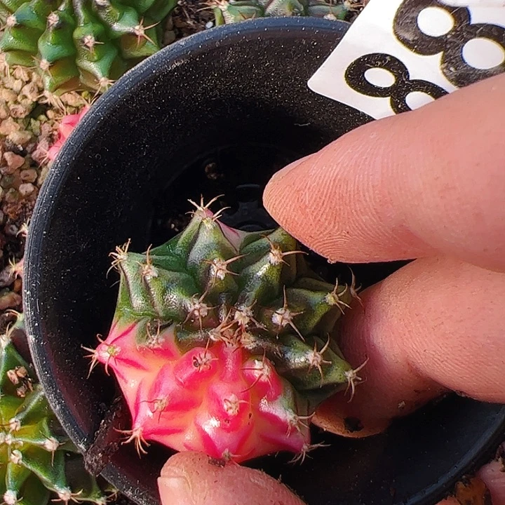 用***2当前无花栽培后可以开花881