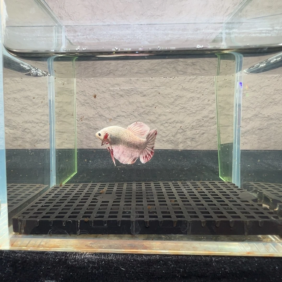 斗鱼阿浩泰斗11日28