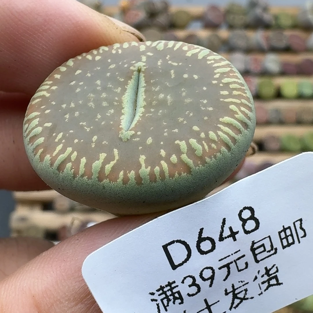 648号2.8厘米彩虹日轮