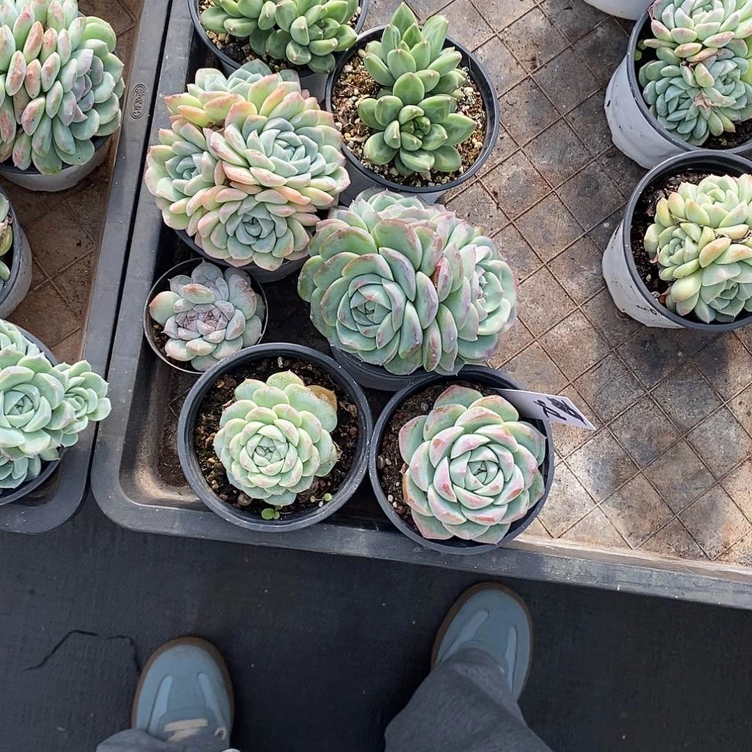 王***火7颗寄养。