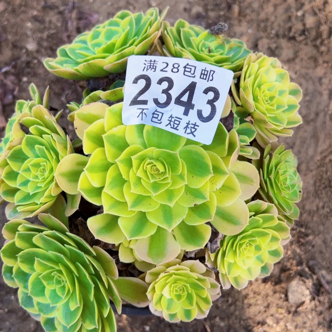 2343奶白多肉植物法师