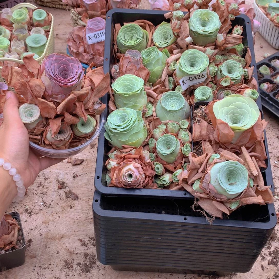 0426瑕疵品不售后