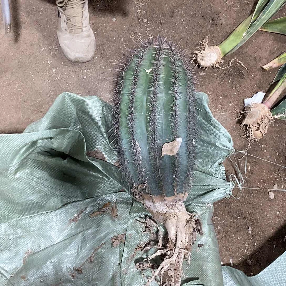 阿*嫂20号 巨人柱。