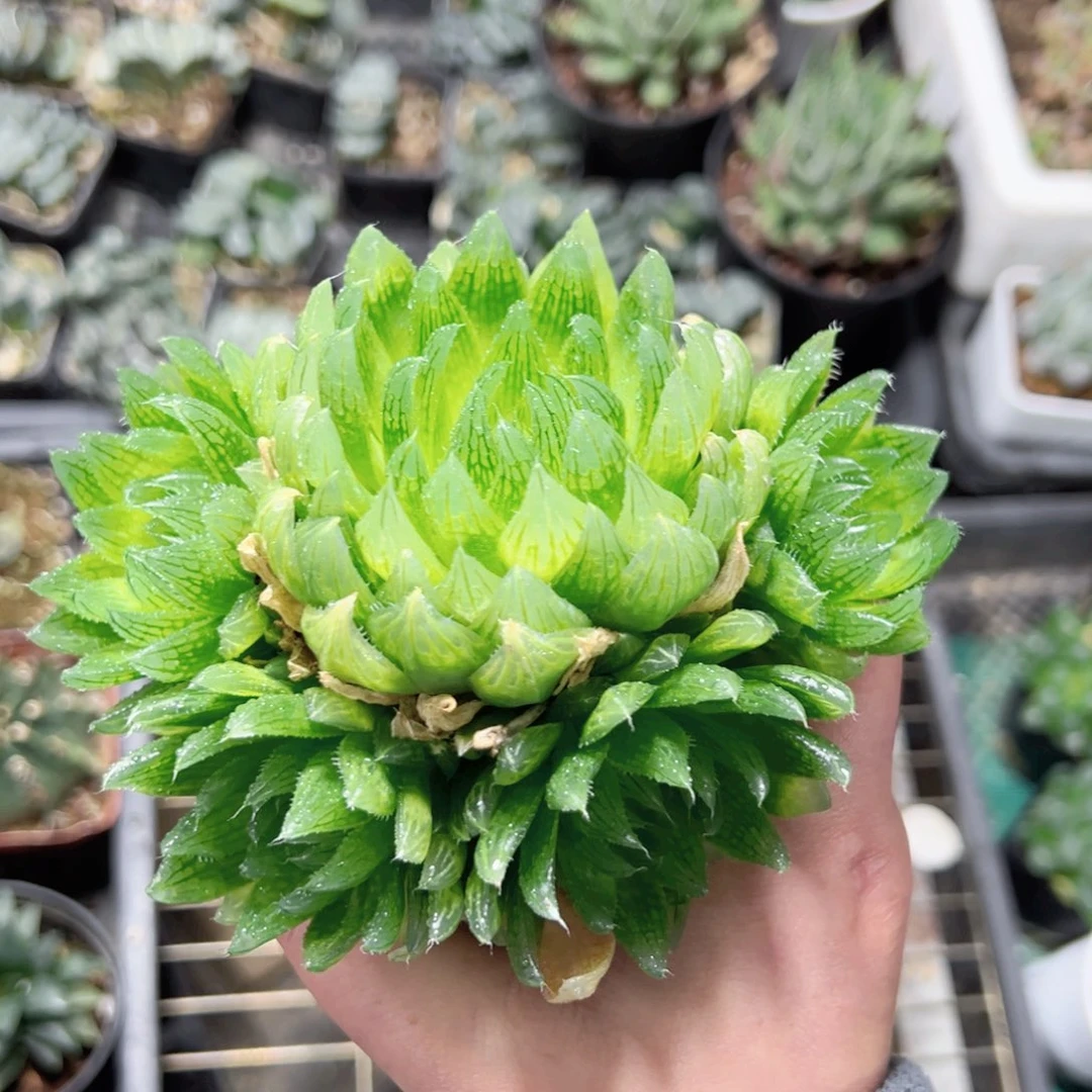 亲***，0671多肉植物一颗