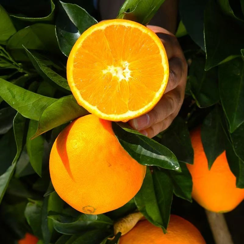 高山脐橙新鲜手剥橙子解渴水果酸甜多汁维C水果新鲜应季水果