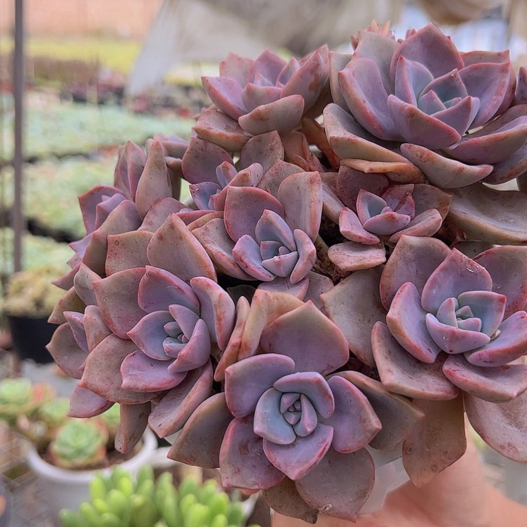 彩虹糖多头群生老桩