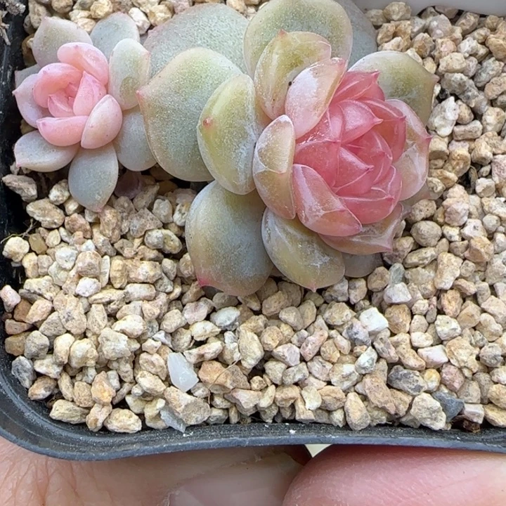 118号粉色恋人晗雨多肉