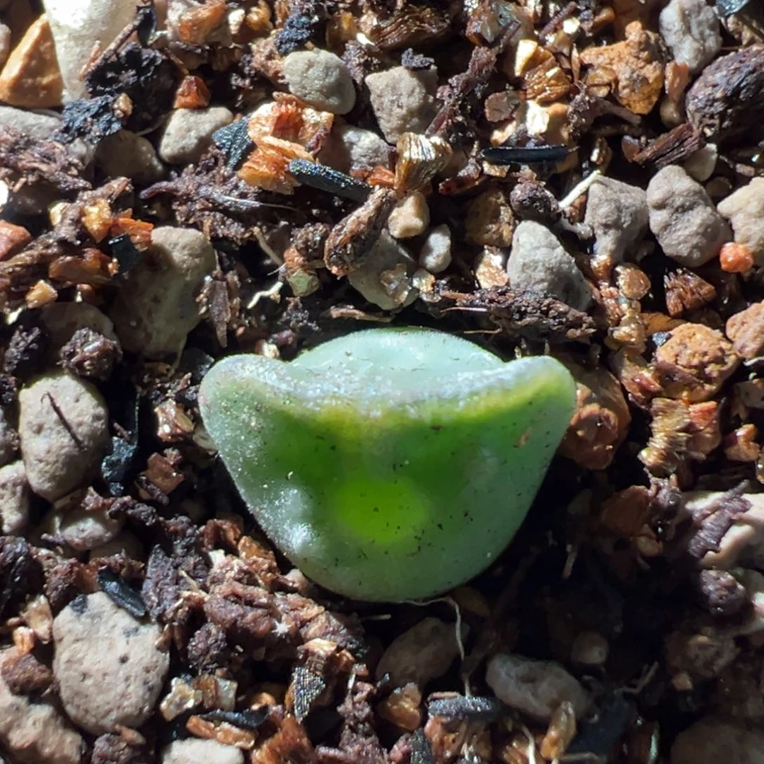 天使之翼空蝉多肉