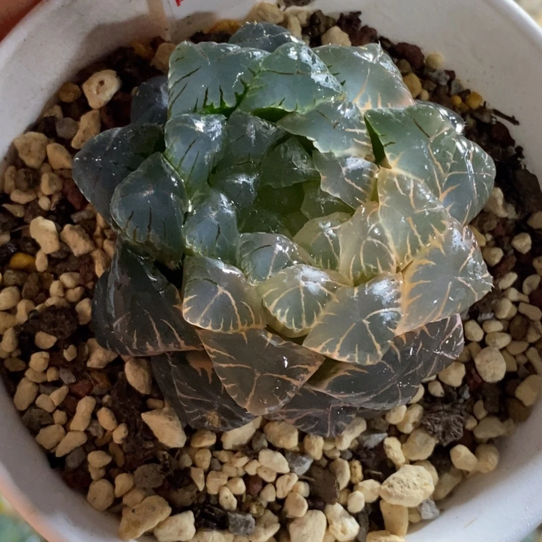 571湖斑趋势湖水玉露锦