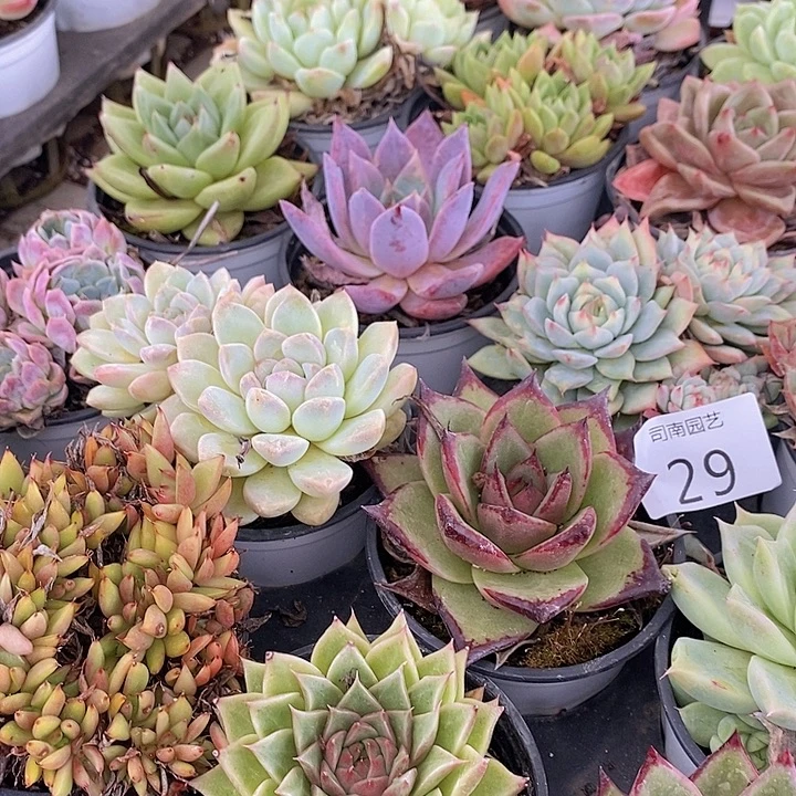 29 多肉植物盆栽花卉