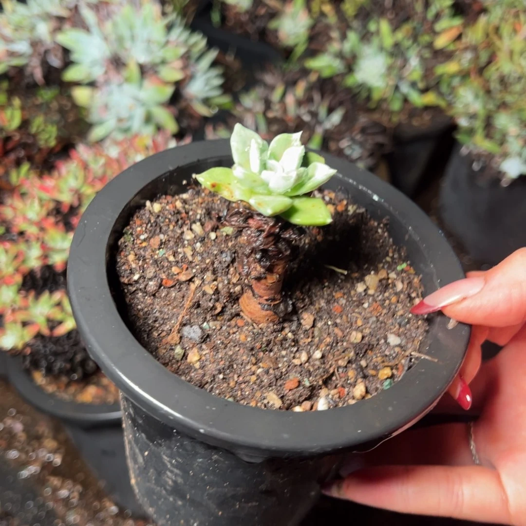 1191苹果叶哈哈哈哈哈哈哈哈