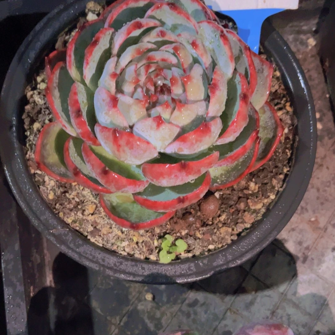 忆***甜惊鸿仙子Ａ819一颗一物一拍