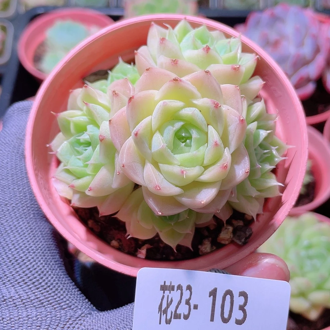 花利美23-103麦秆群