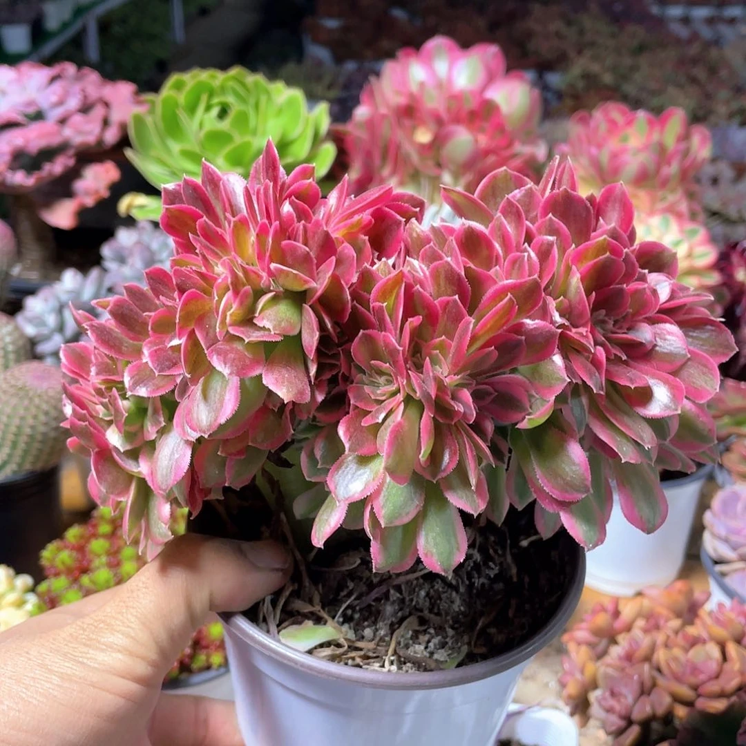 粉女巫小缀化带盆发货