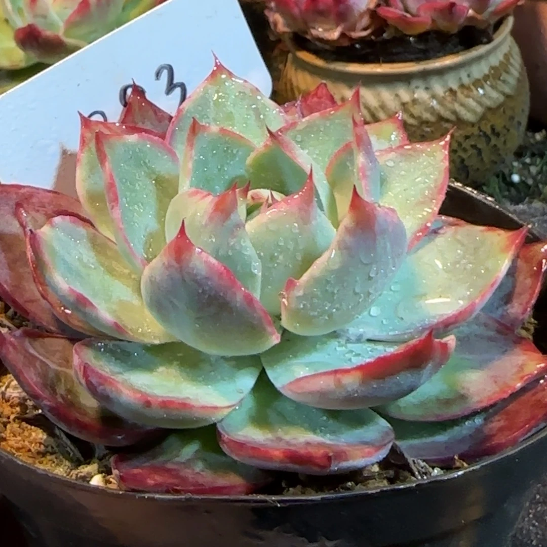 惊鸿一物一拍包装收缩花旱393