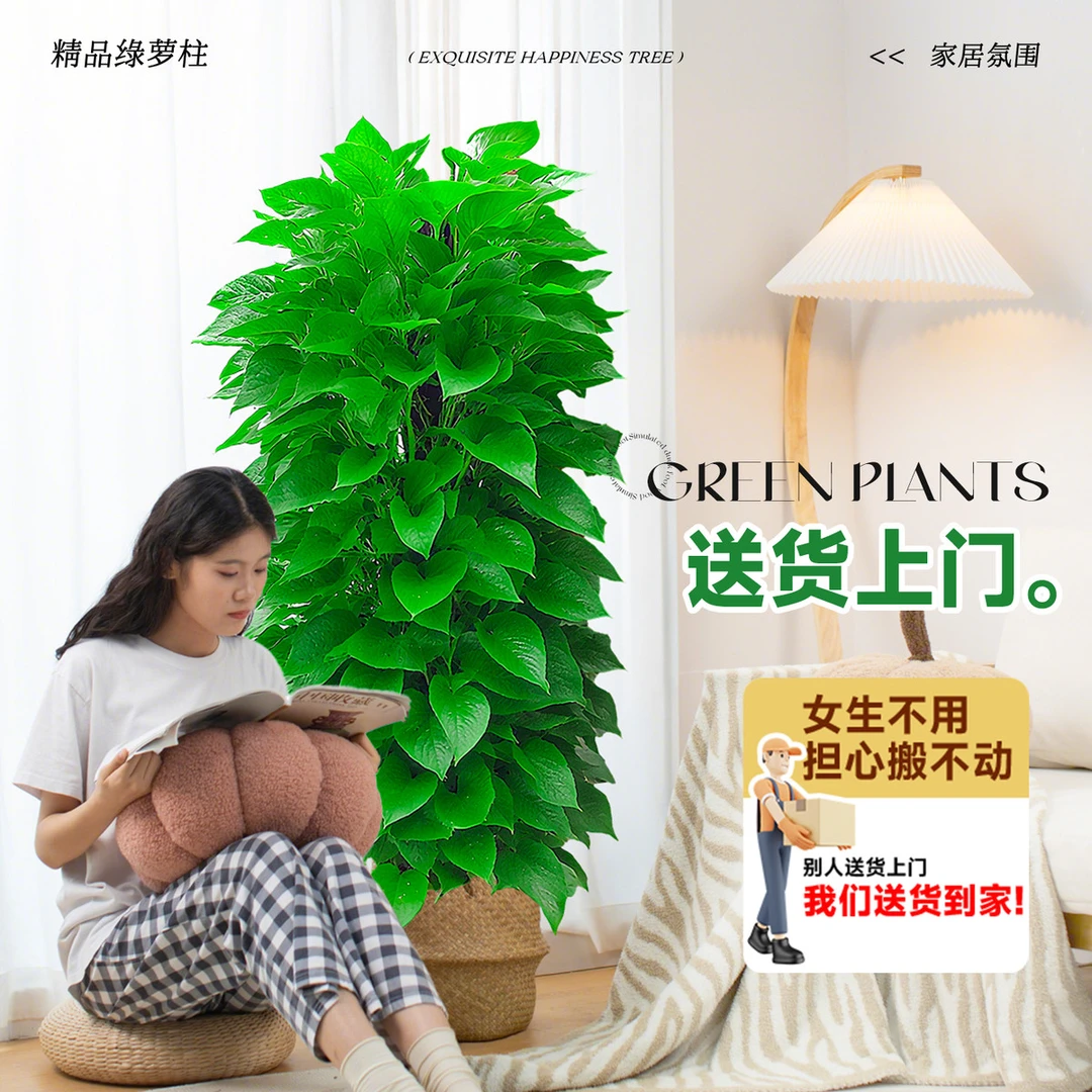 大叶绿萝柱盆栽大型绿植办公室内客厅高级感落地植物新房好养绿罗