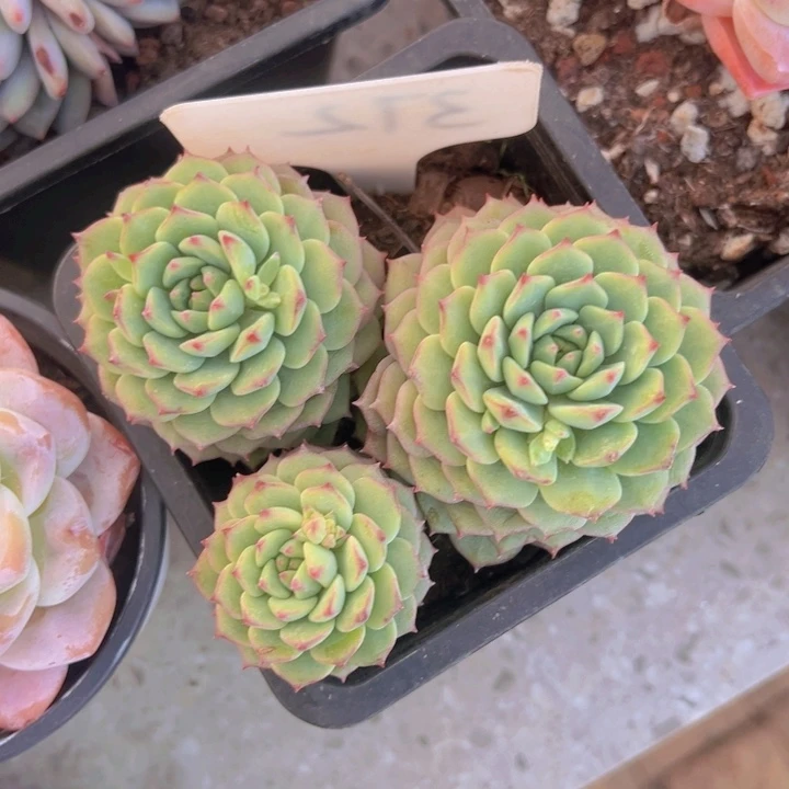 健健康康平平安安