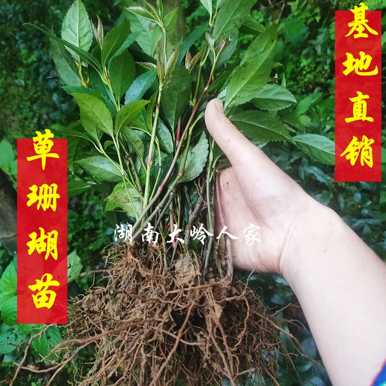 深山草珊瑚种苗九节茶接骨风满山香观音茶接骨木庭院盆栽保湿发货