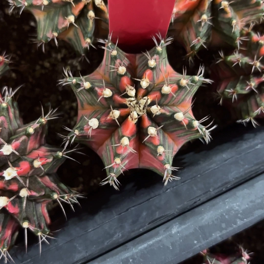 259-1127泰国发货多肉