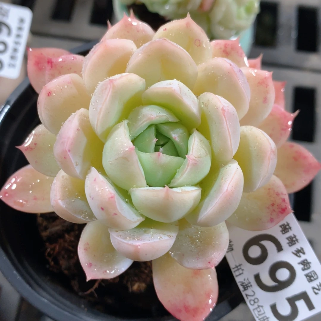 5CM拇指盆精控多肉ZF695