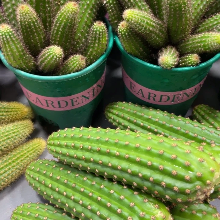 进口金妞金4侧芽大十公分