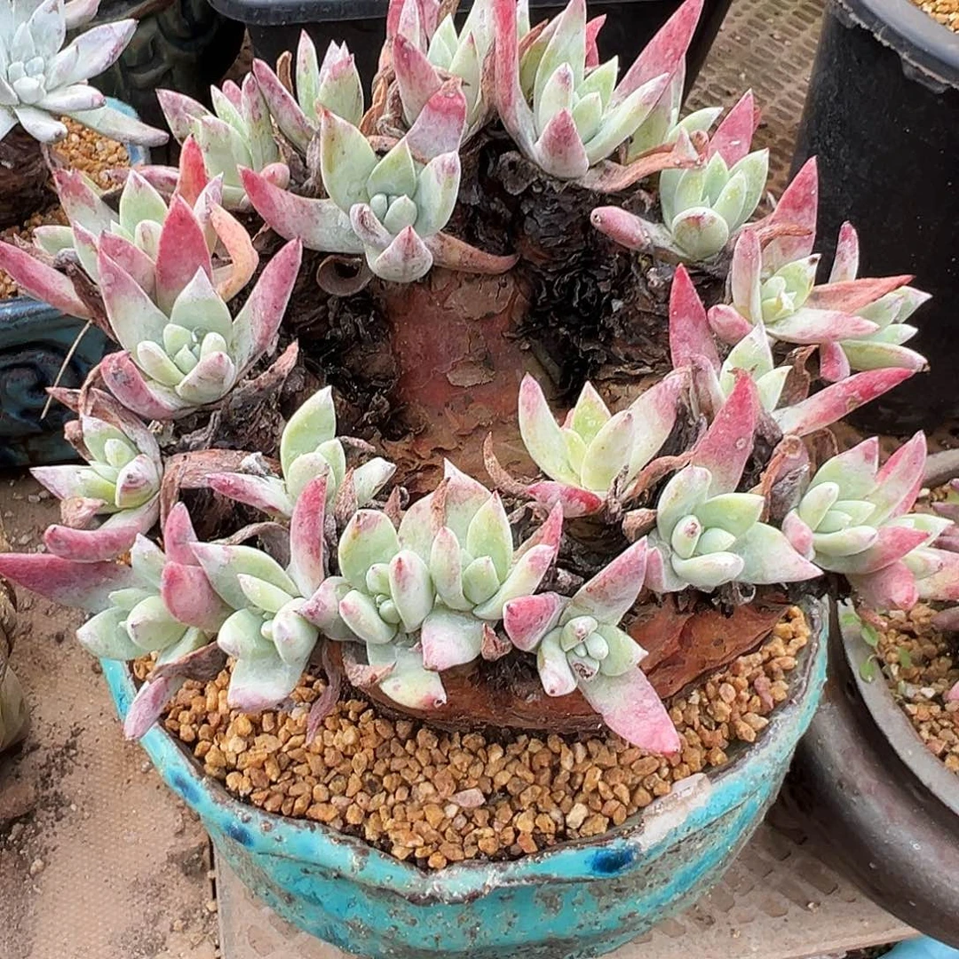 7743千寿姬海瑟缀化