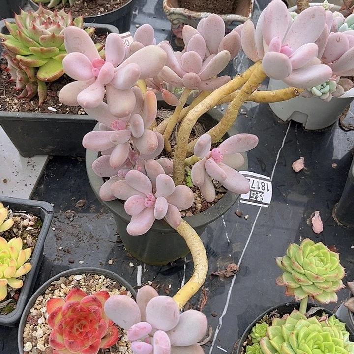 咖啡美人杂18172多肉植物